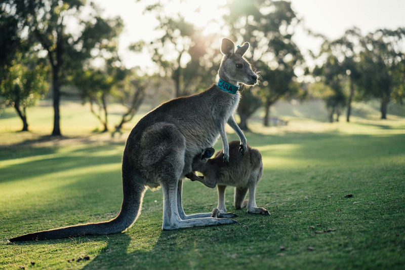 Suka Duka Kuliah Di Australia, Apa Saja?